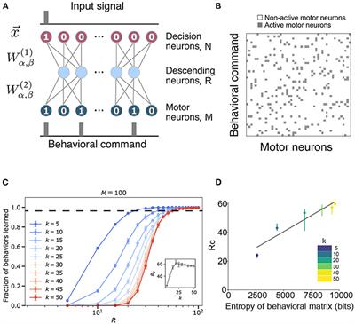 Bottlenecks, Modularity, and the Neural Control of Behavior